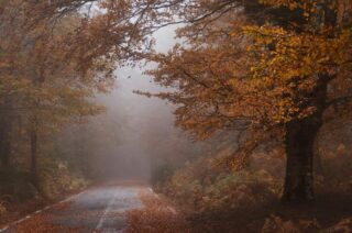 Foliage nel Parco delle Serre, tra sentieri suggestivi e boschi secolari della Calabria.