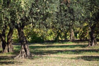 Ulivi della Calabria, tra natura incontaminata e borghi ricchi di storia