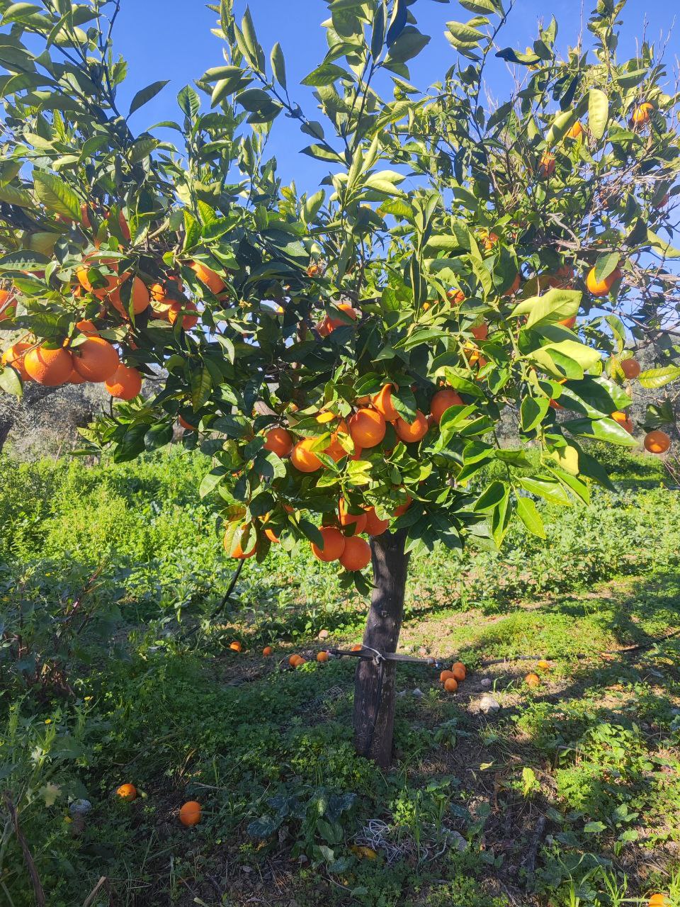 La primavera in Svizzera e Calabria porta con sé colori e profumi unici: in Calabria, gli alberi di arance carichi di frutti illuminano i paesaggi mediterranei.