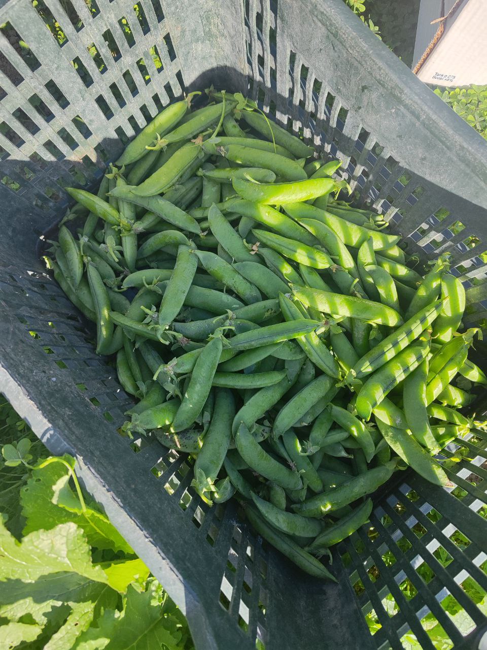 I sapori della primavera in Svizzera e Calabria si esprimono nei prodotti freschi di stagione: piselli appena raccolti, perfetti per piatti genuini e tradizionali.
