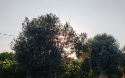 Gli 8 Sabba: il tempo ciclico e le stagioni su Rotte di Vegamondo