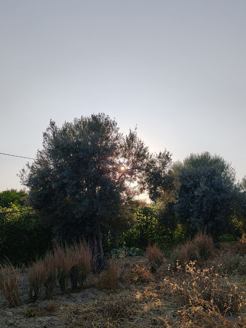 Ulivi calabresi al tramonto che incorniciano l’orto, luogo di tradizioni e racconti estivi in Calabria
