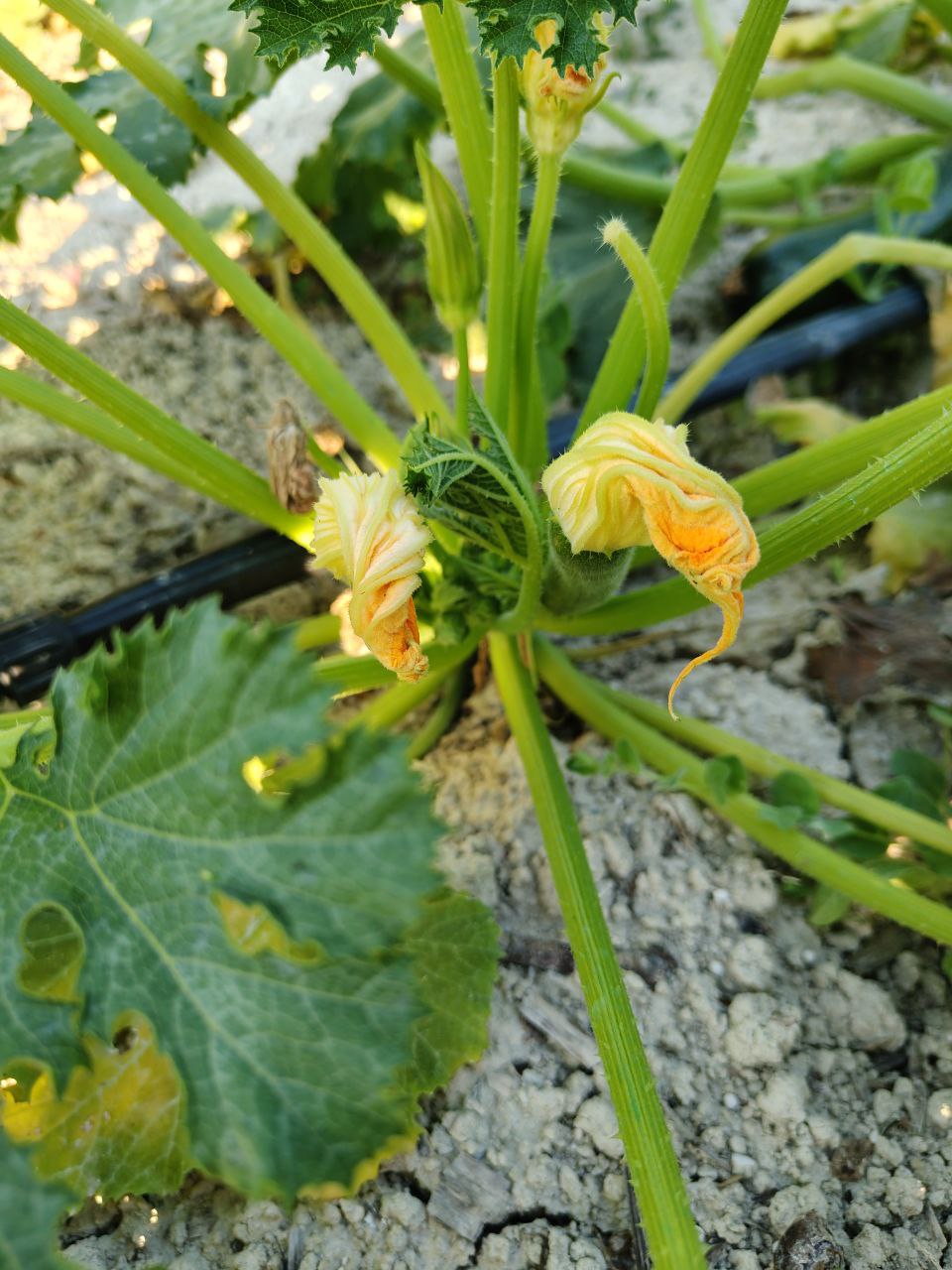 Fiori di zucca nell’orto calabrese, simbolo delle tradizioni culinarie estive della Calabria