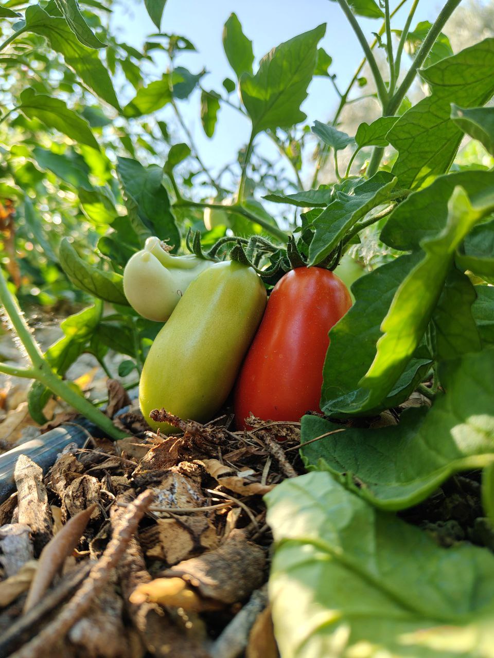 Pomodori maturi tra le foglie dell’orto, protagonisti dell'estate
