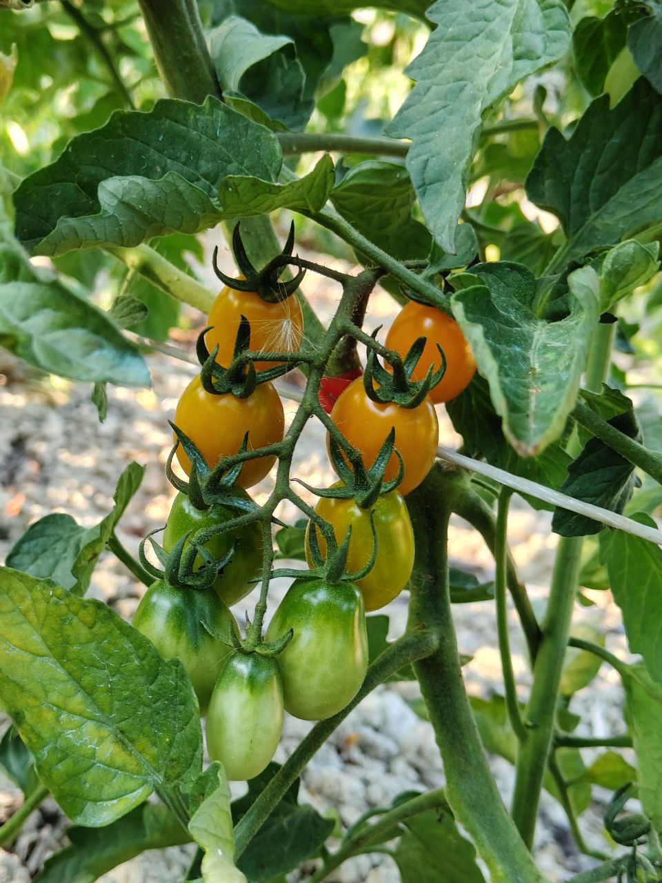 Pomodori maturi tra le foglie dell’orto, protagonisti delle tradizioni dell’estate in Calabria
