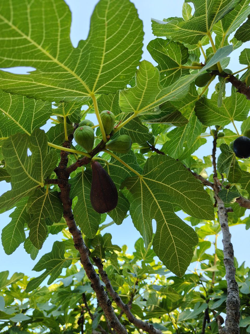 Fichi maturi su un albero nell’orto estivo in Calabria.
