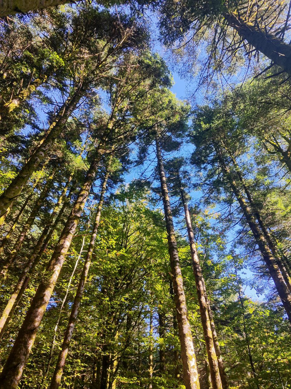 Rituali di settembre: connettersi con la natura vicina passeggiando tra gli alberi.
